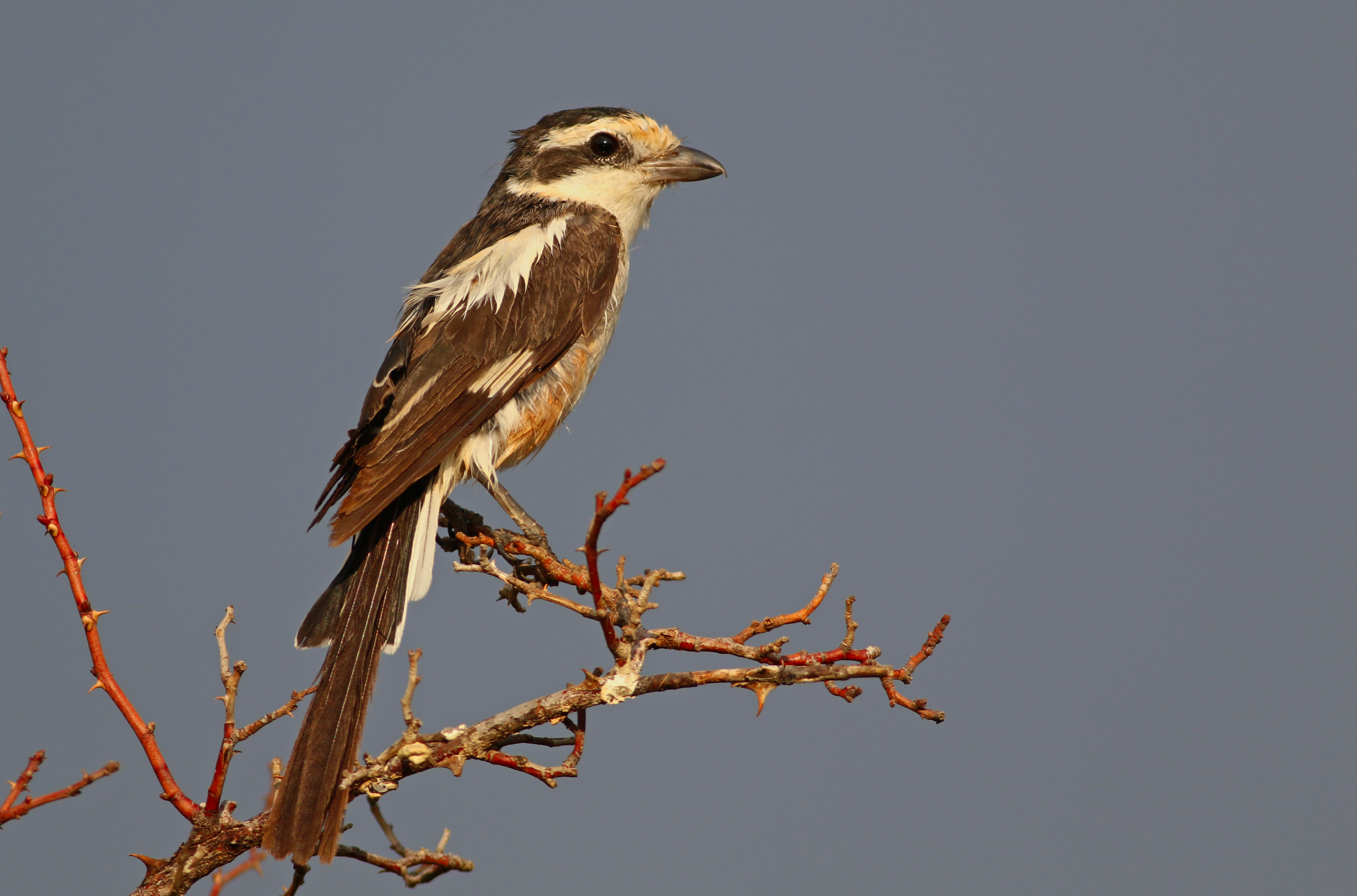 Masked Shrike